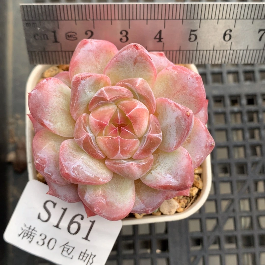 161。灯芯琥珀。单头。