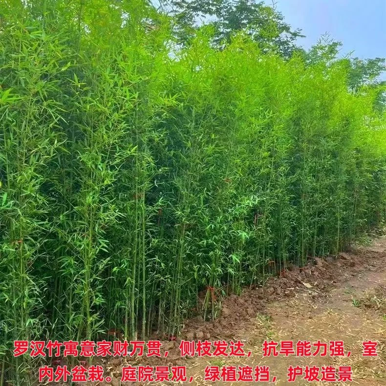 顺丰低价室内户外庭院绿植盆栽四季常青绿化金镶玉罗汉竹紫竹苗
