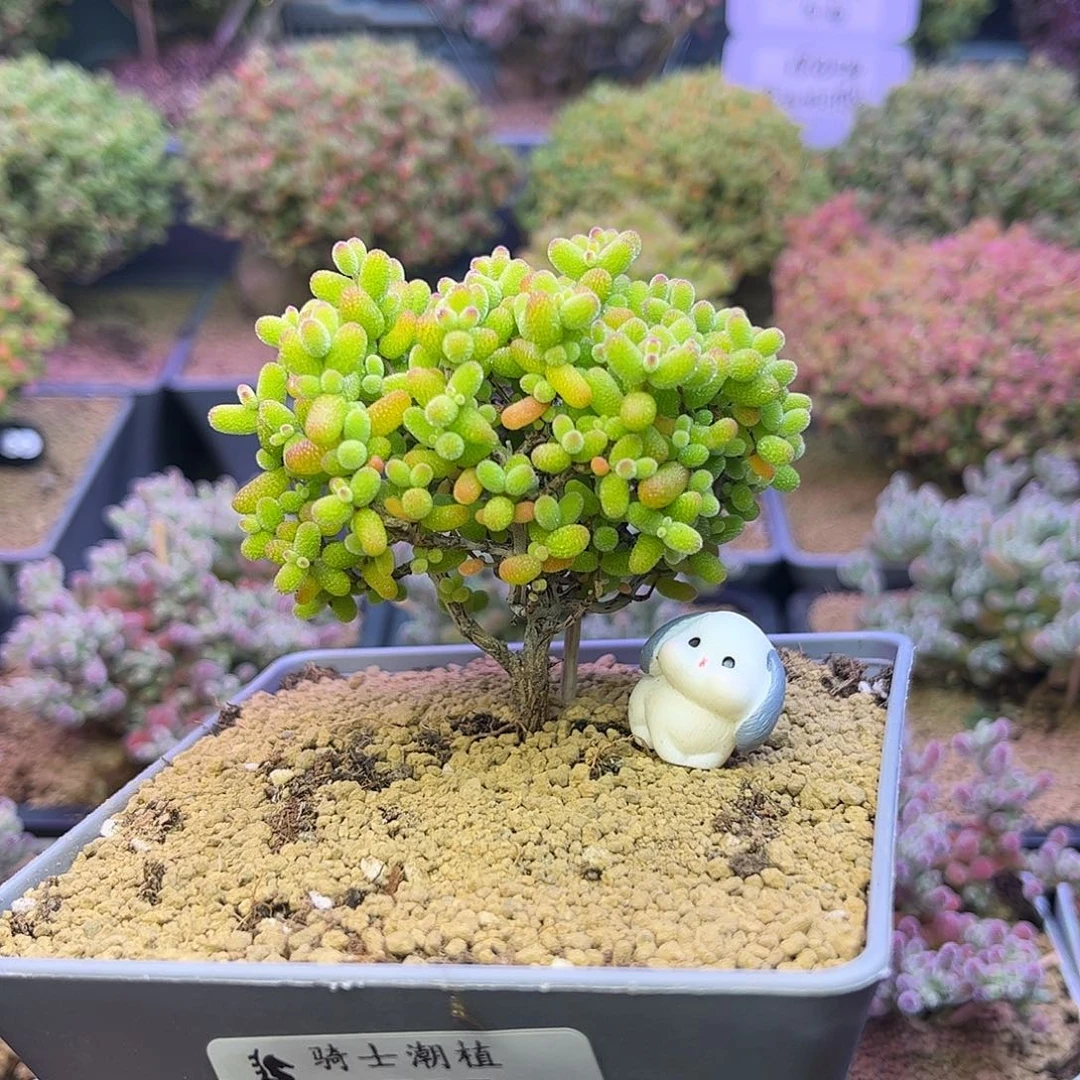 755金桔糖球枝干多肉