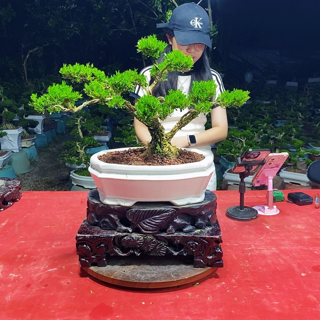 无花朵广东雀舌黄杨盆景