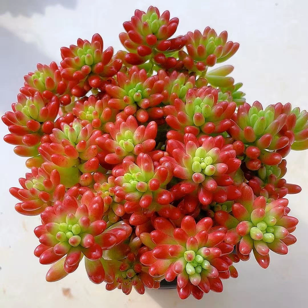 红葡萄转运珠多肉植物红色易爆仔阳台庭院盆栽新手好养带培育盆土