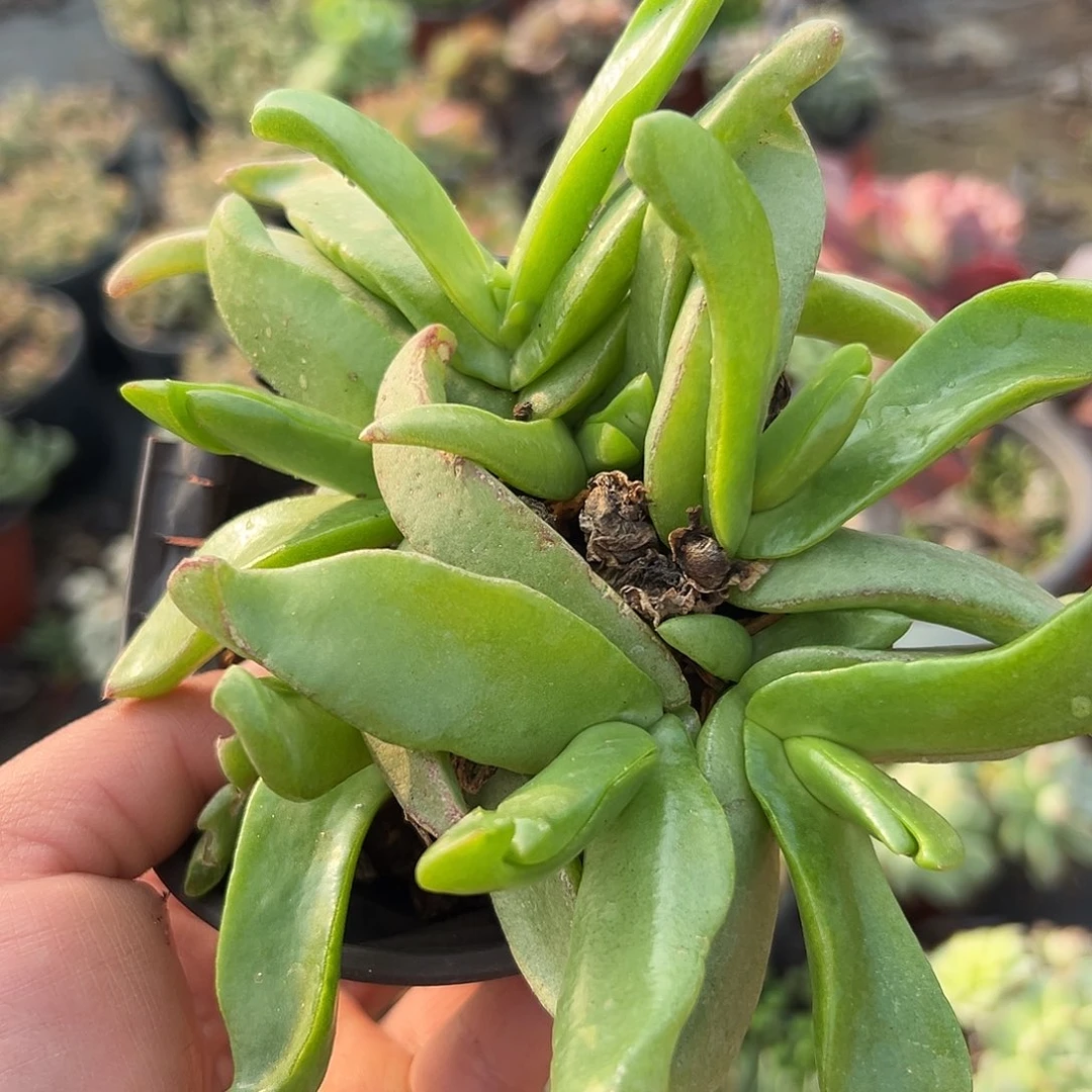 多肉植物佛手托金