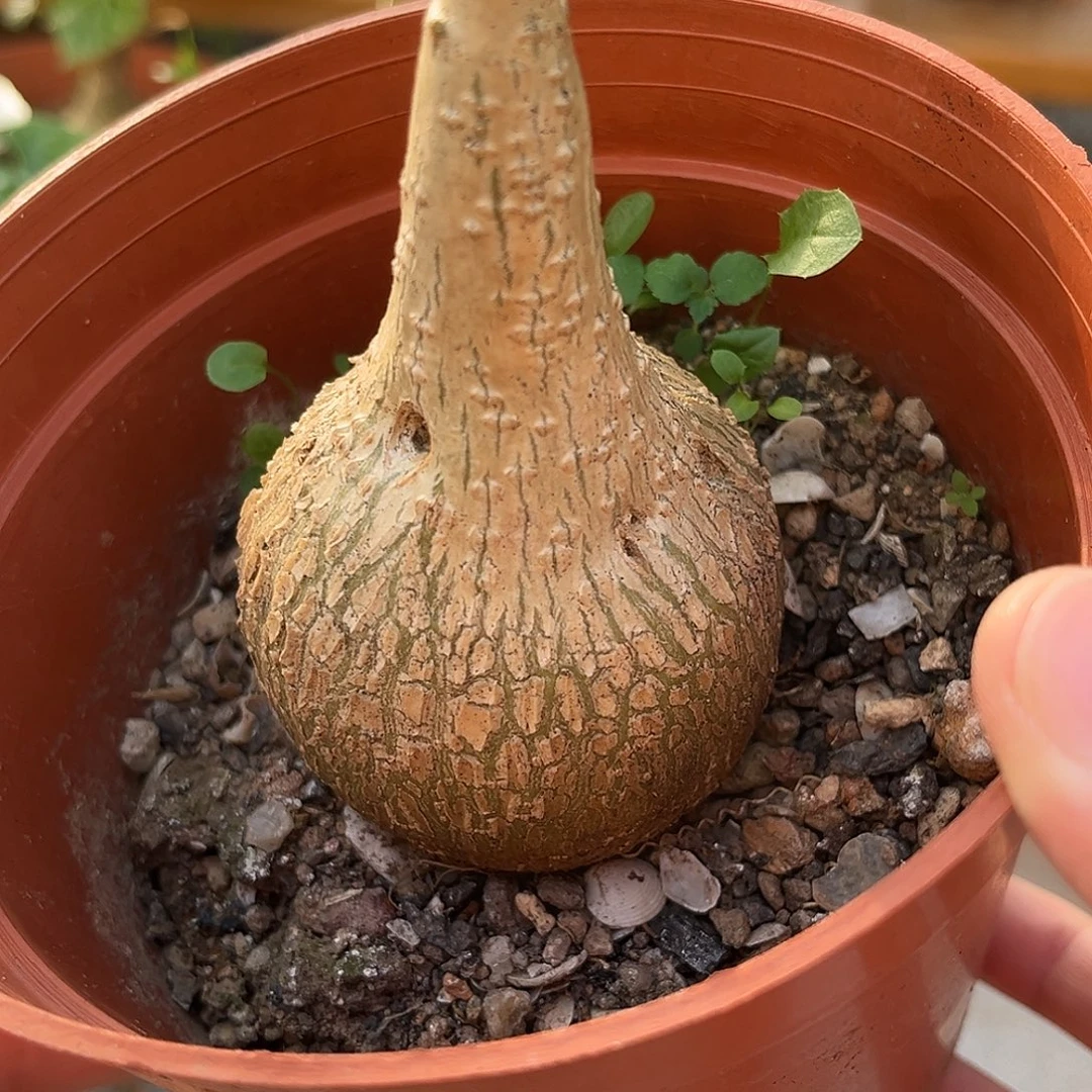 优选龟甲睡不袋，5.7公分