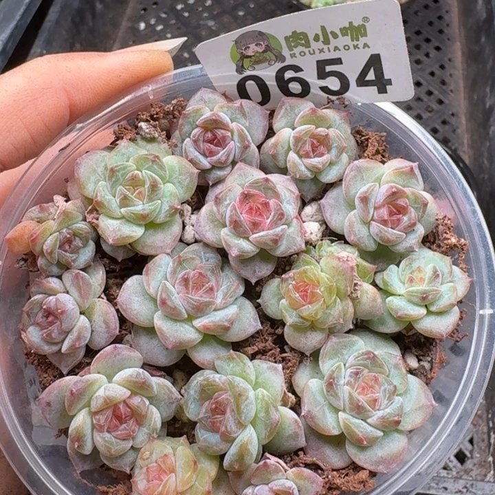 多肉植物多肉植物