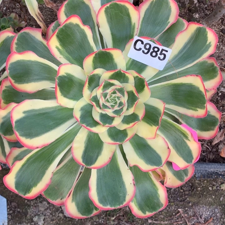 贵妃嫁接985多肉植物