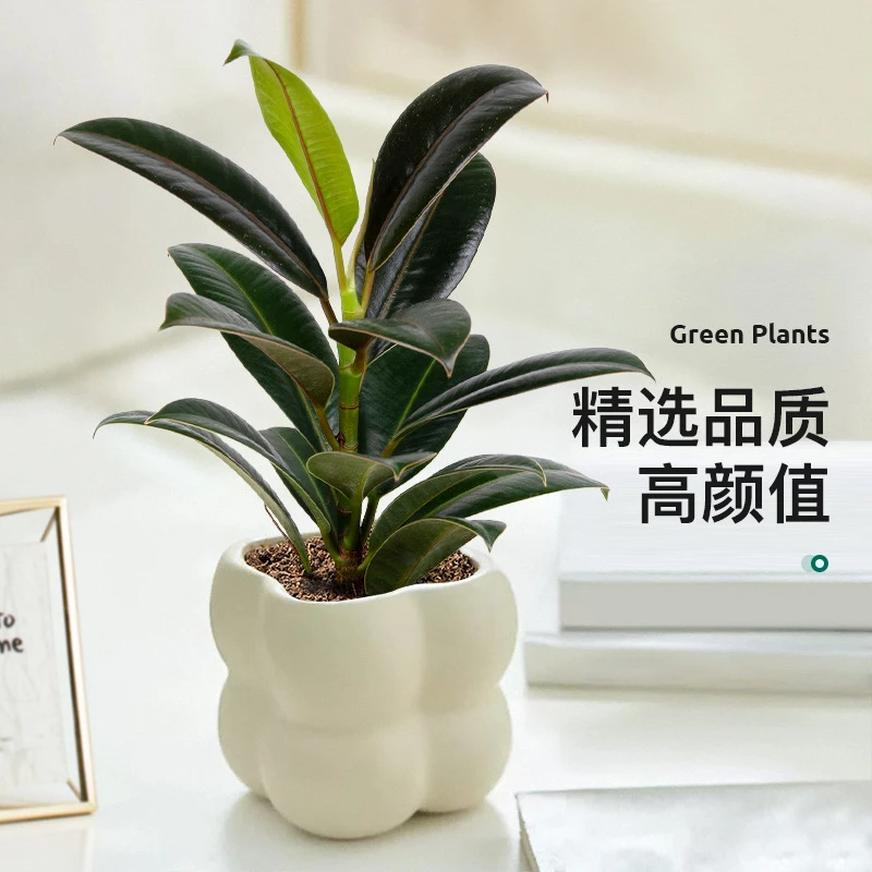 黑金刚橡皮树盆栽室内客厅阳台净化空气绿植吸甲醛植物桌面小盆景