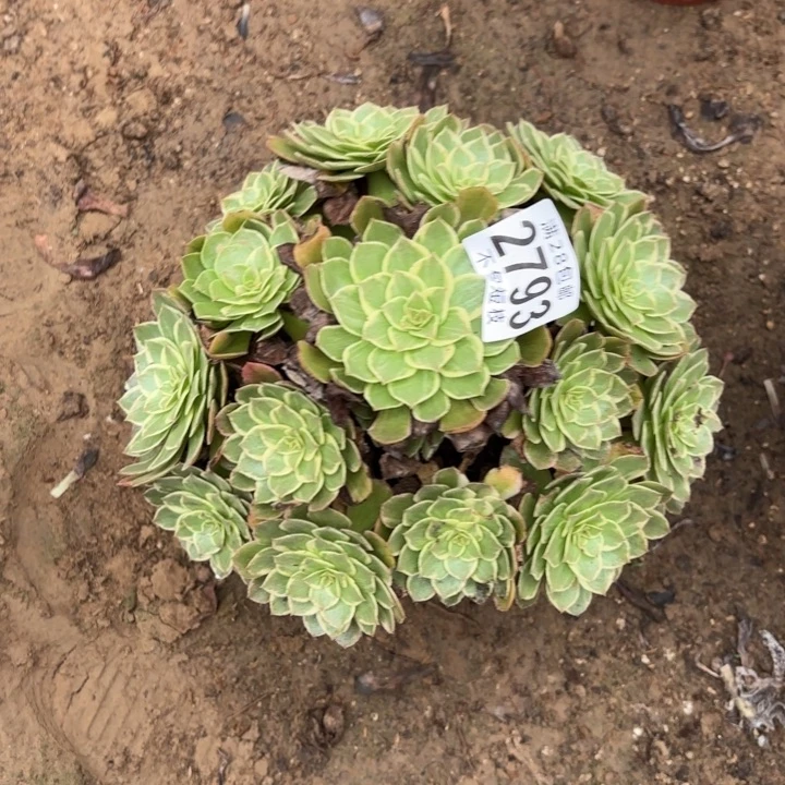 莲花座多肉植物2793