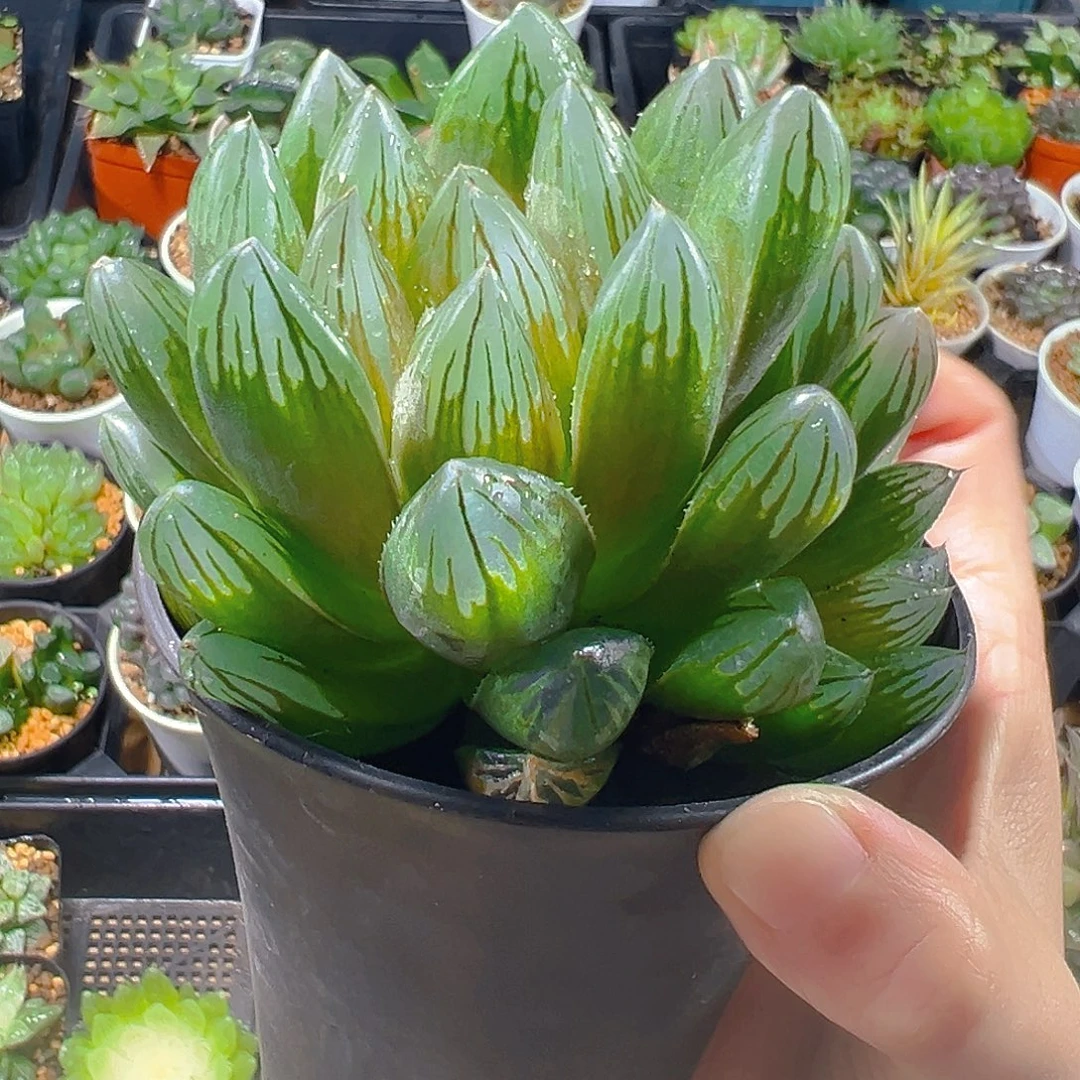 铭品黑钻玉露多肉多肉1