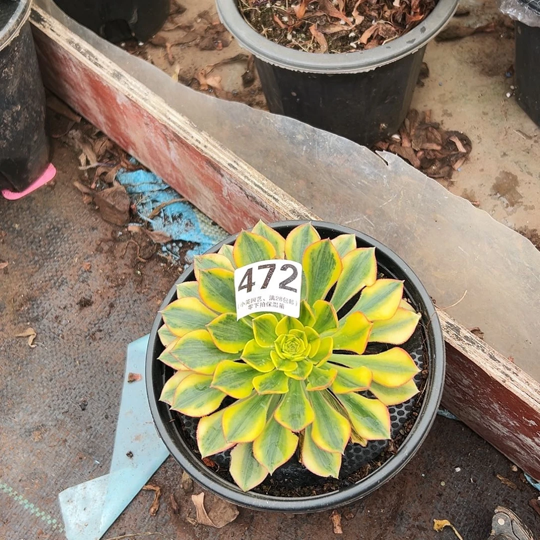 多肉植物472太阳神