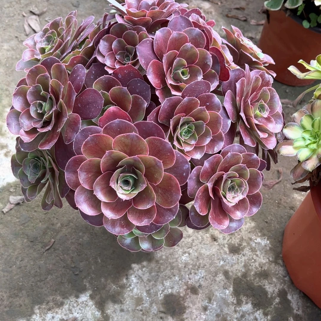 多肉植物魅金玫瑰00237