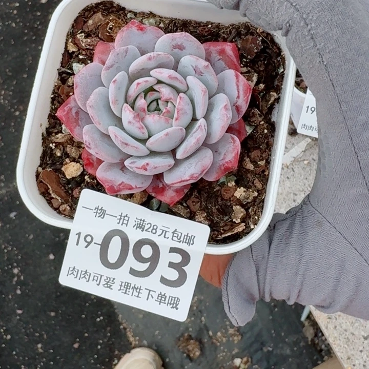 白衣圣代多肉多肉植物多肉