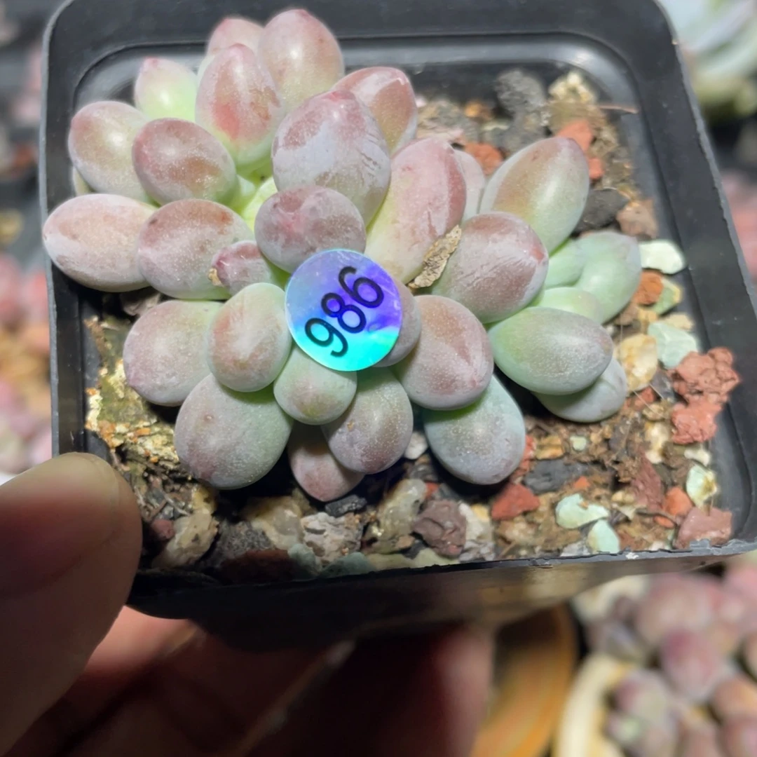 仙桃花奶酪多肉植物