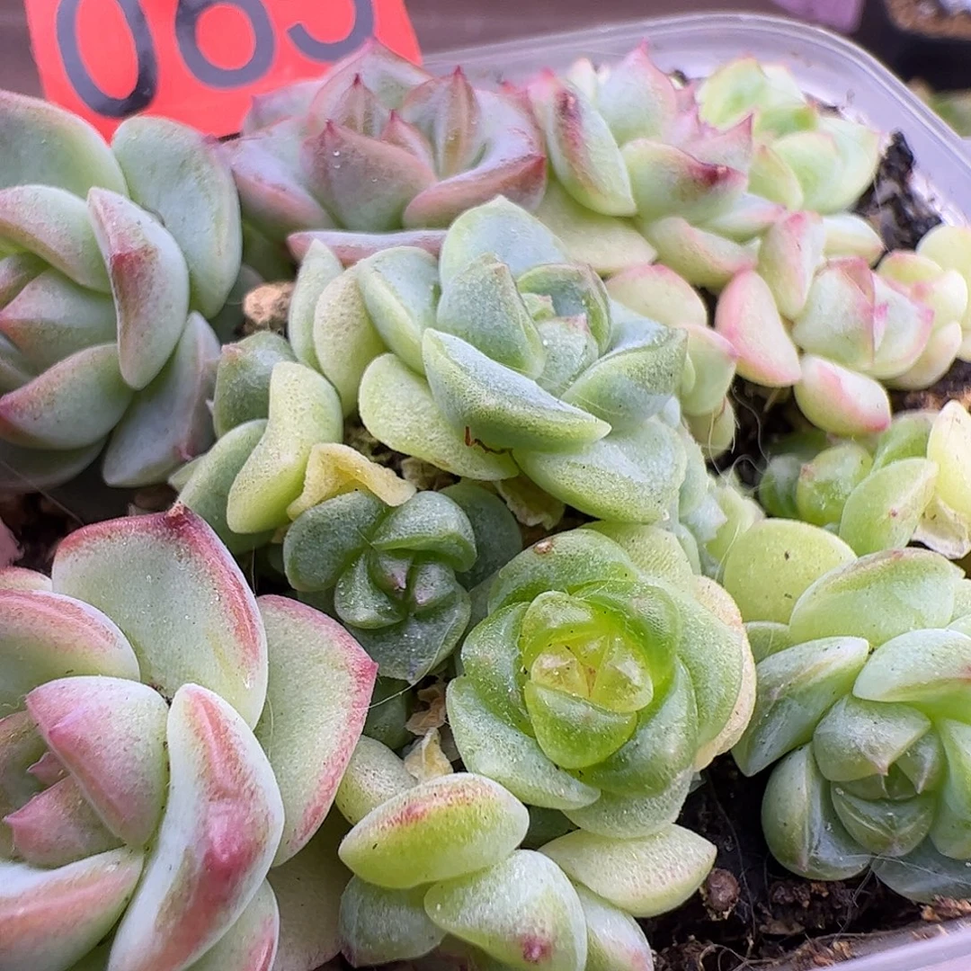 播种珍妮福利065米格