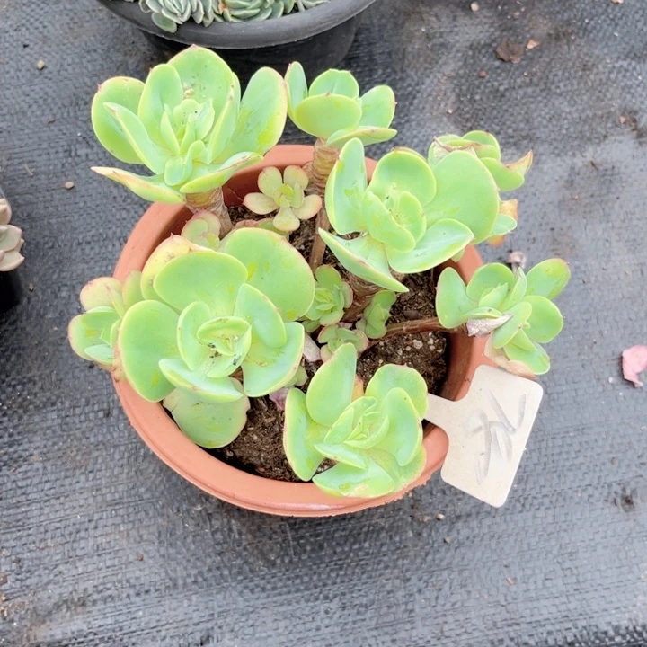 晨语多肉一物一拍780