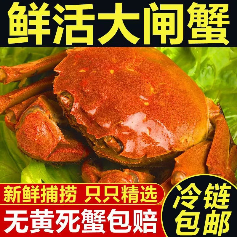 活蟹】新鲜活河蟹1.9-1.7两全母蟹（8只）母蟹1.3斤足斤发