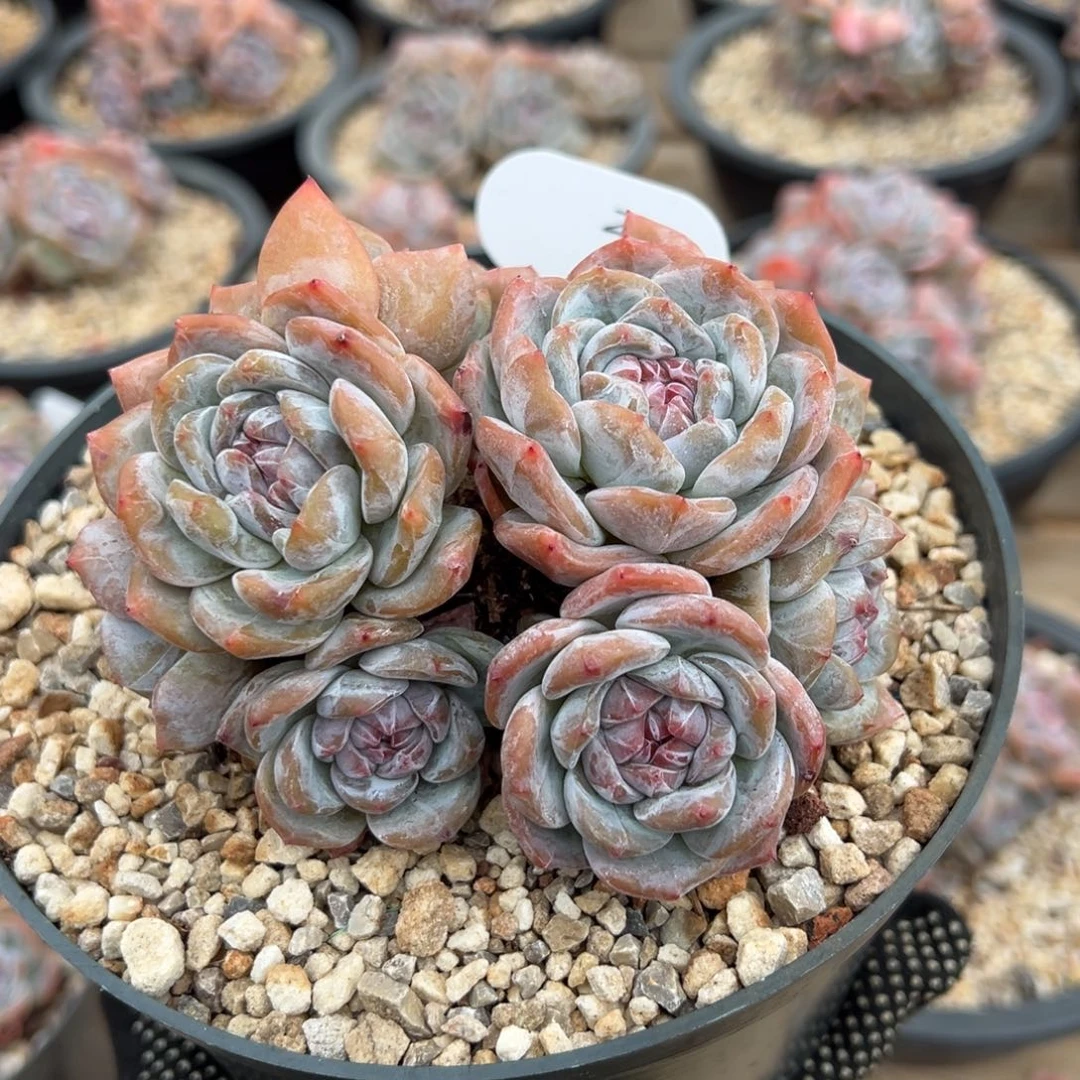 13头小脸紫心自然群