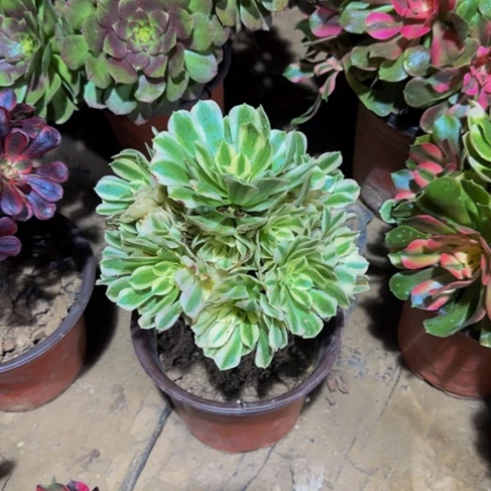 迈巴赫9.9多肉植物
