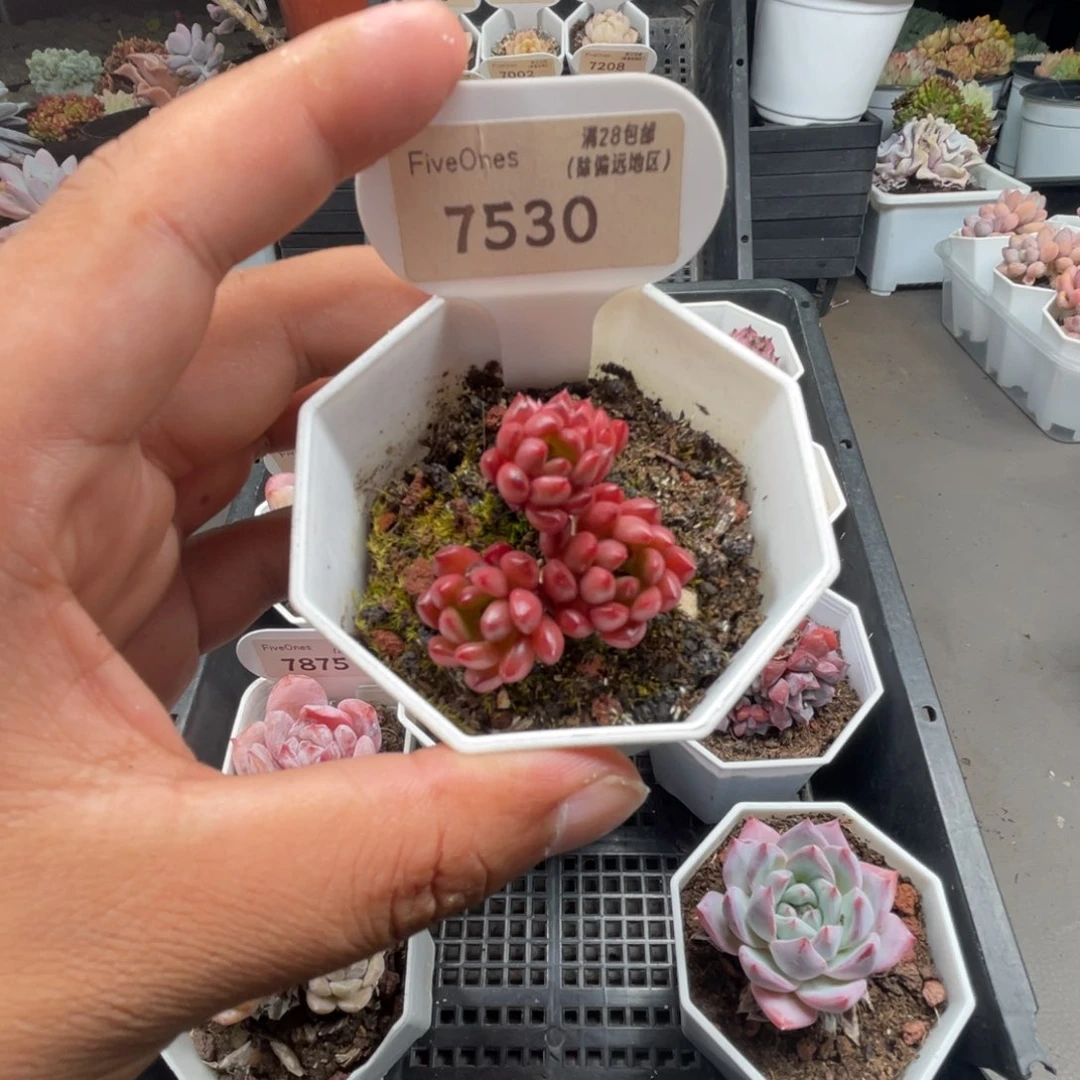 7530红宝石4.0厘米