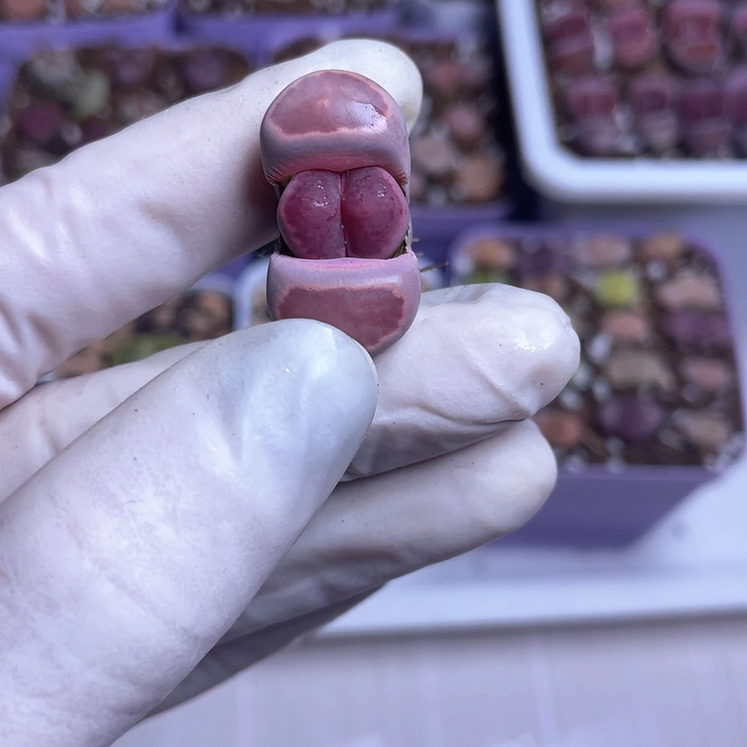 665 紫菊窗……………………