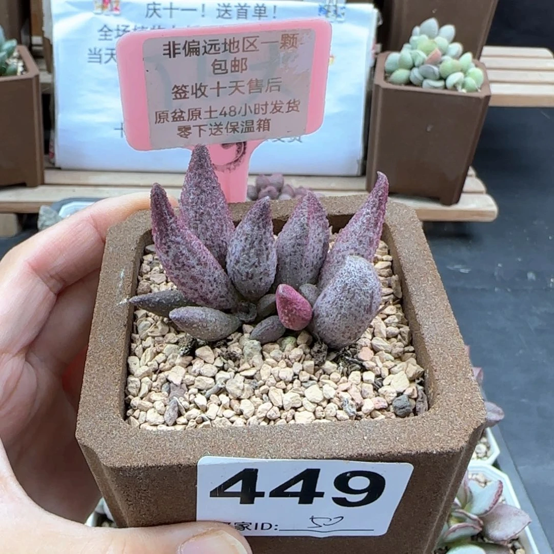 449猪尾巴多肉植物