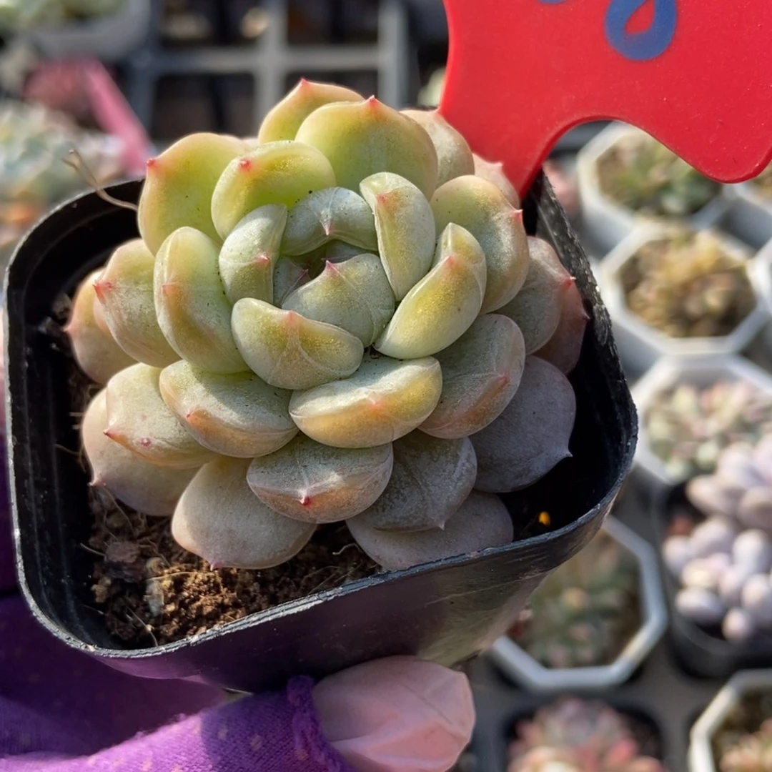 868白恋多肉植物保护