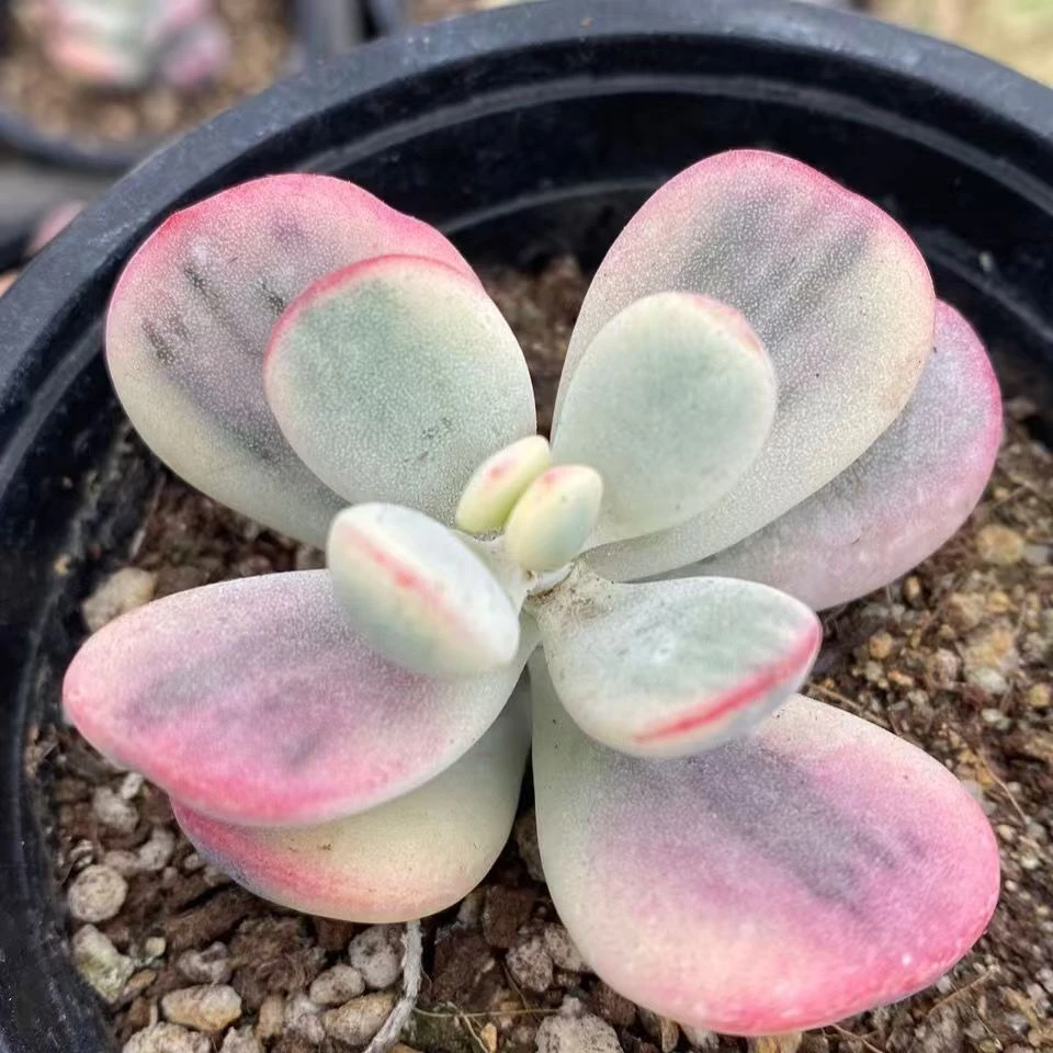 单头乒乓福娘锦带盆土种好有香味新手易养活庭院阳台办公室植物