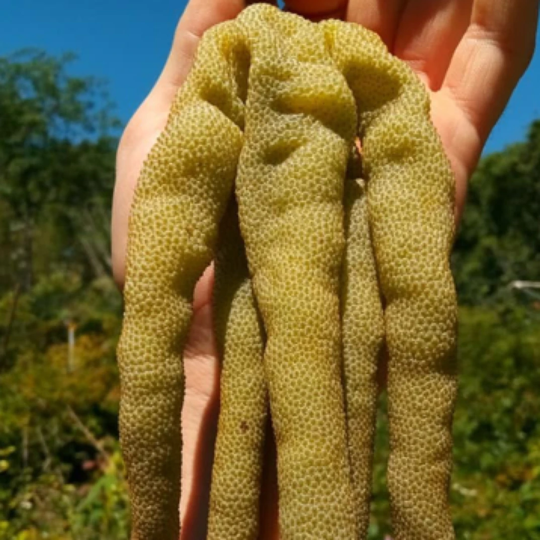 号角树种子实生苗