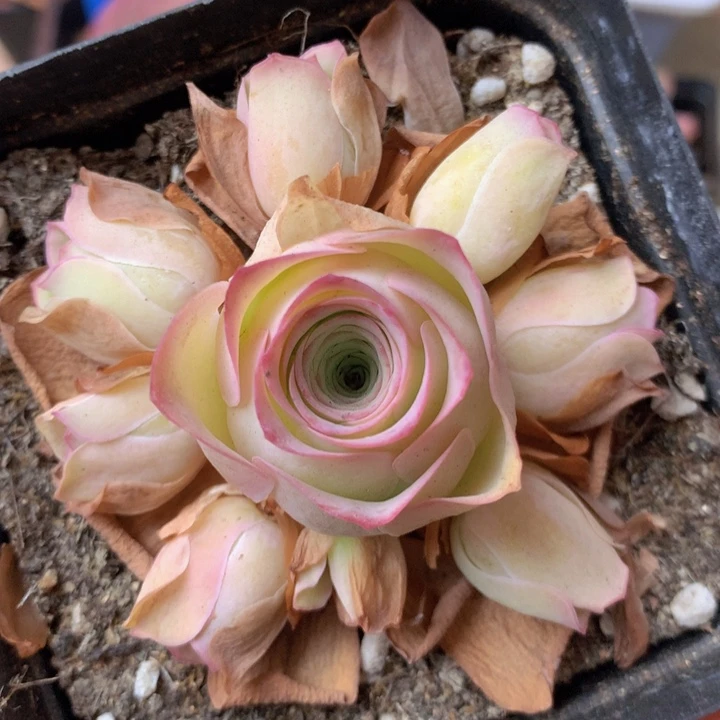 一物一拍开播福利888