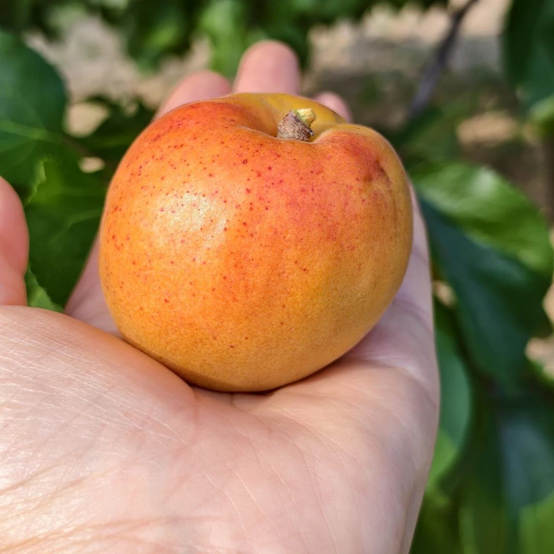 河北怀来特产石片黄杏原产地当季现摘果园直发