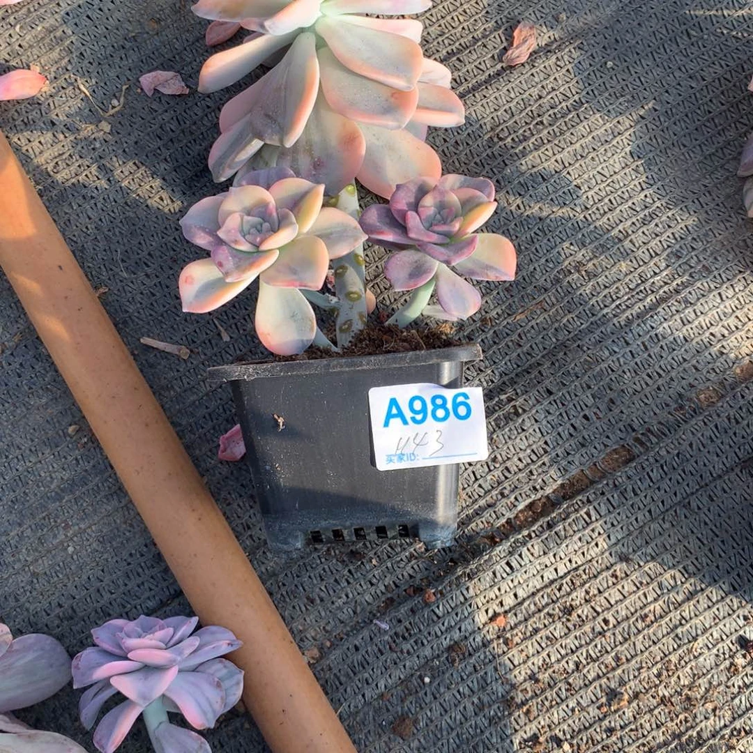 秦****紫乐景小群多肉植物