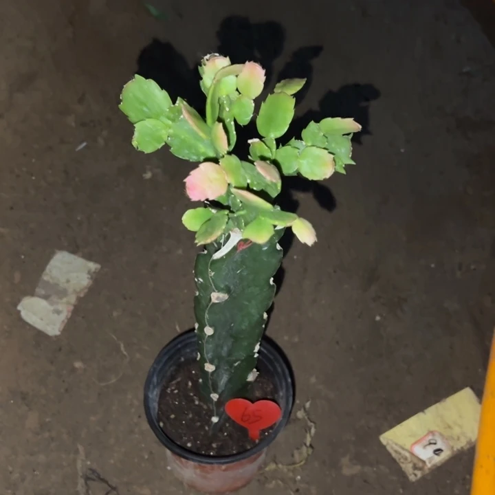 一***求当前无花栽培后可以开花白重瓣65