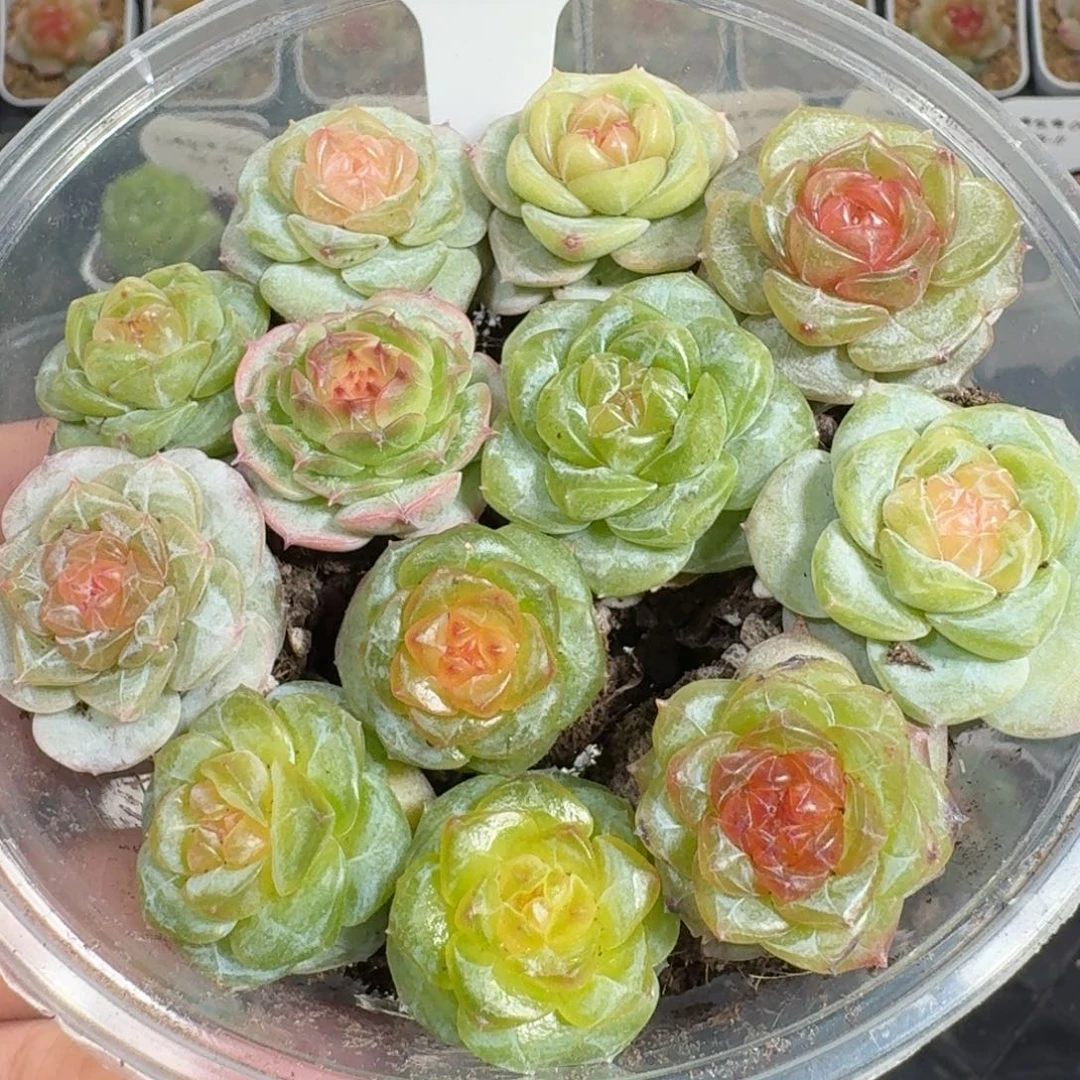 0922-21-编号苗量拍包七天售后