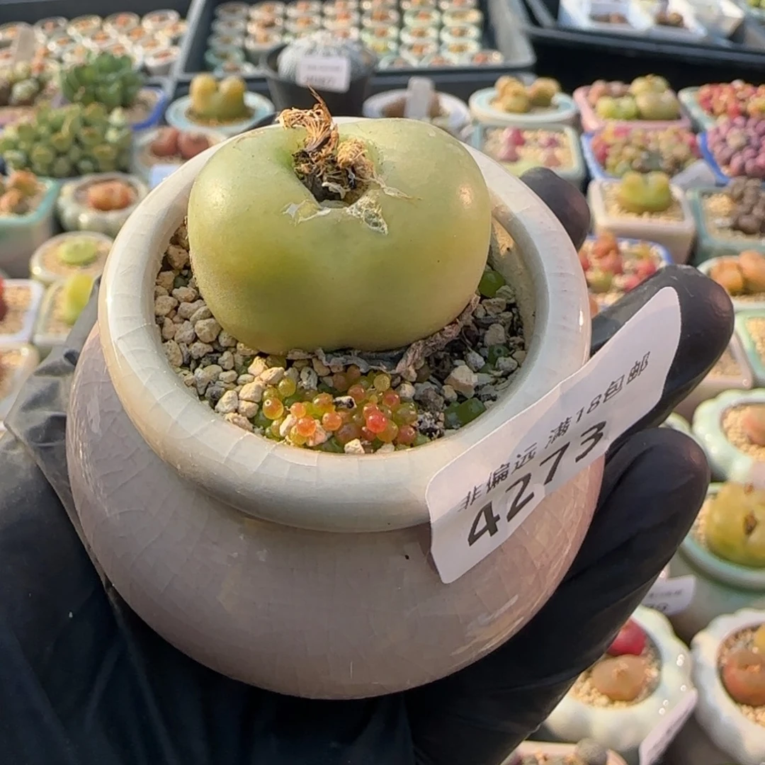 4273--一物一拍 带盆 有疤福利