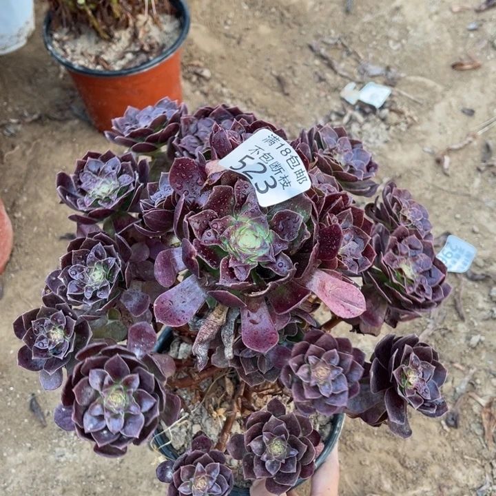 523黑魔大手捧1号