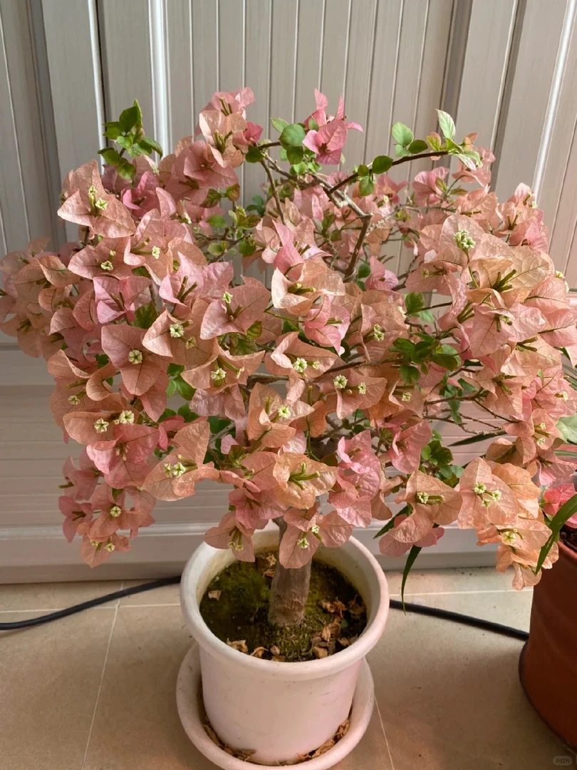 棒棒糖系列三角梅好养活勤花绿植盆栽不带花