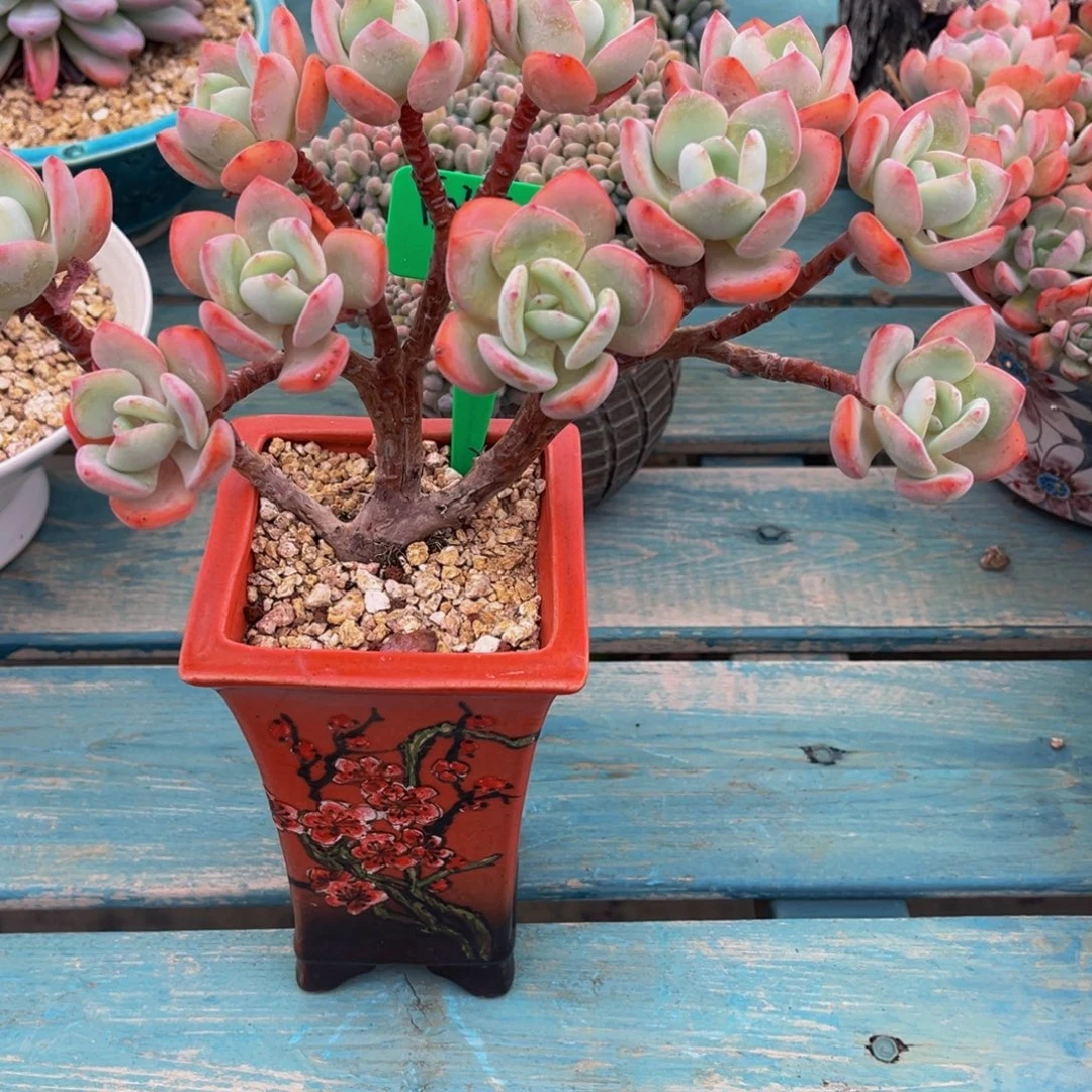 一物一拍多肉植物