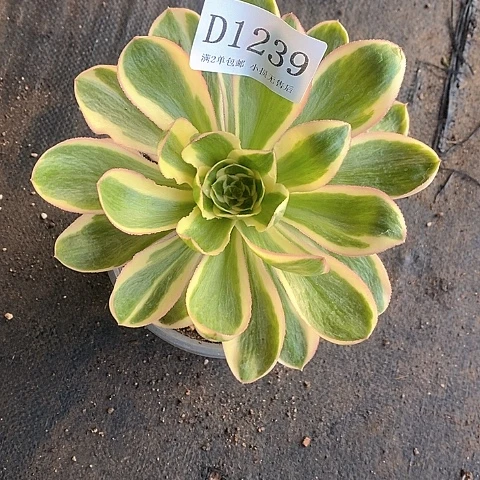 1239燕姿锦多肉法师