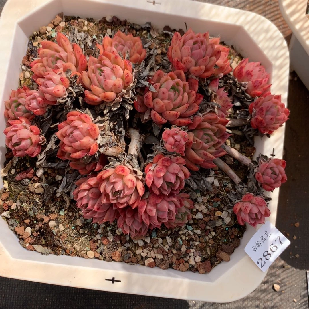 -****_2867不包掉头整散介意不拍20厘米