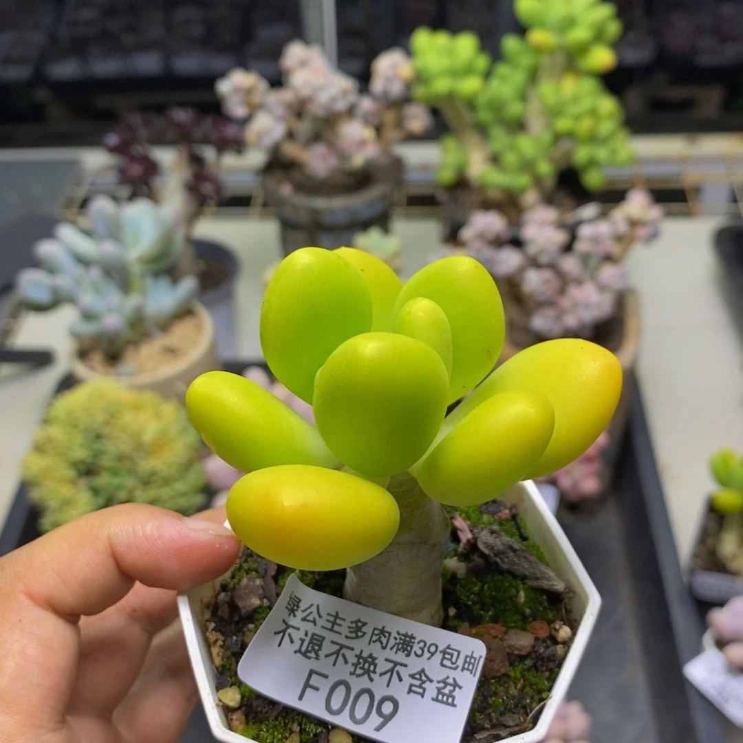 009金蟾芒果奶多肉5c m