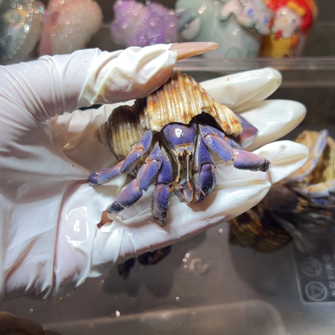 紫粉紫陆口径2.4口