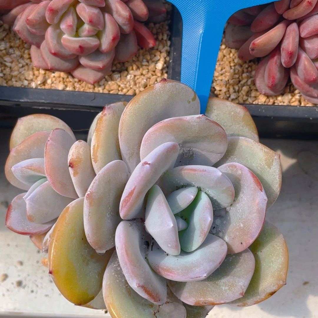 0627-5-韩版奶茶双头老桩一颗