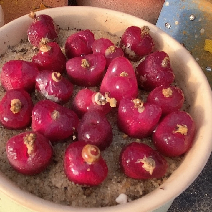 红樱桃一颗    1800.5