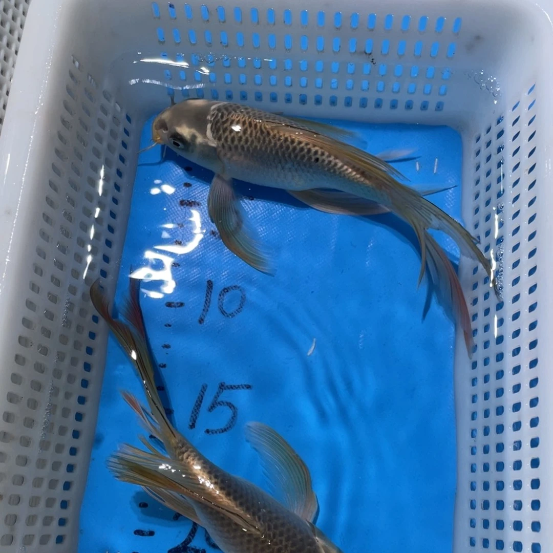 锦鲤锦鲤包邮包售后