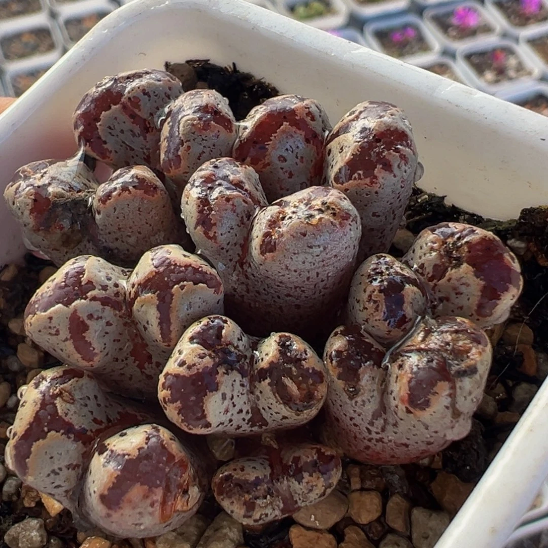 紫蝴蝶群10头带盆多肉