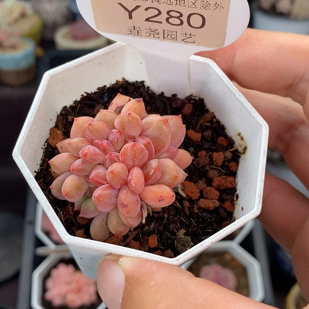 0280 林依晨缀 4cm。