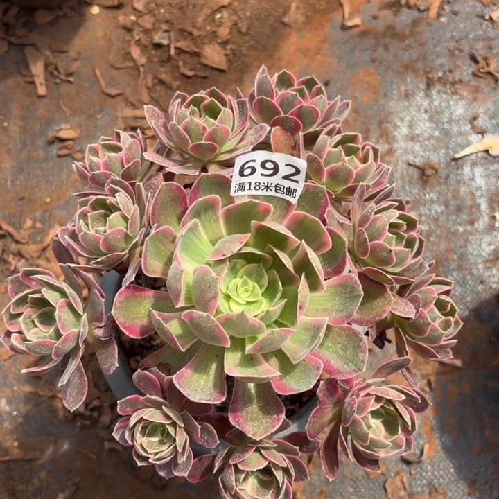 692浣纱捧花诺米多肉法师锦不包侧枝断枝不售后