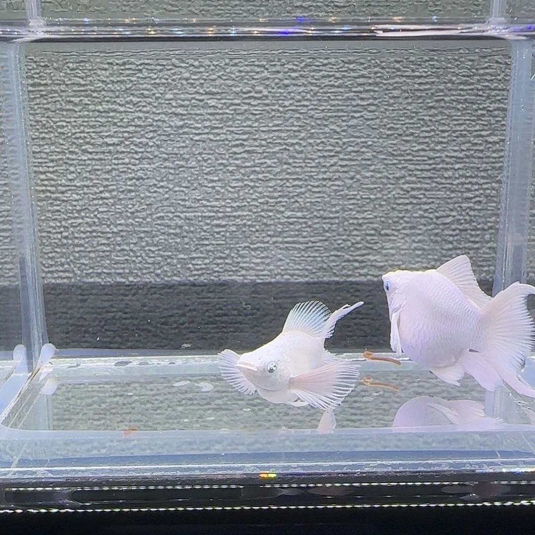 黑玛丽鱼瓷白种鱼钻眼