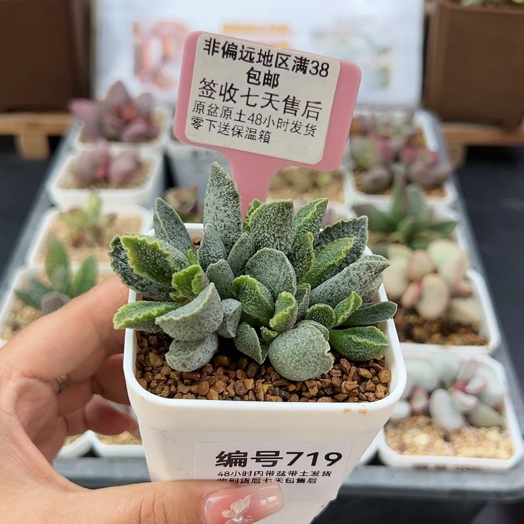 719草莓多肉植物