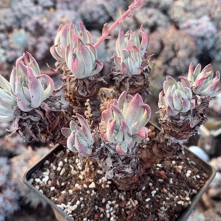 仙女杯多肉植物提取