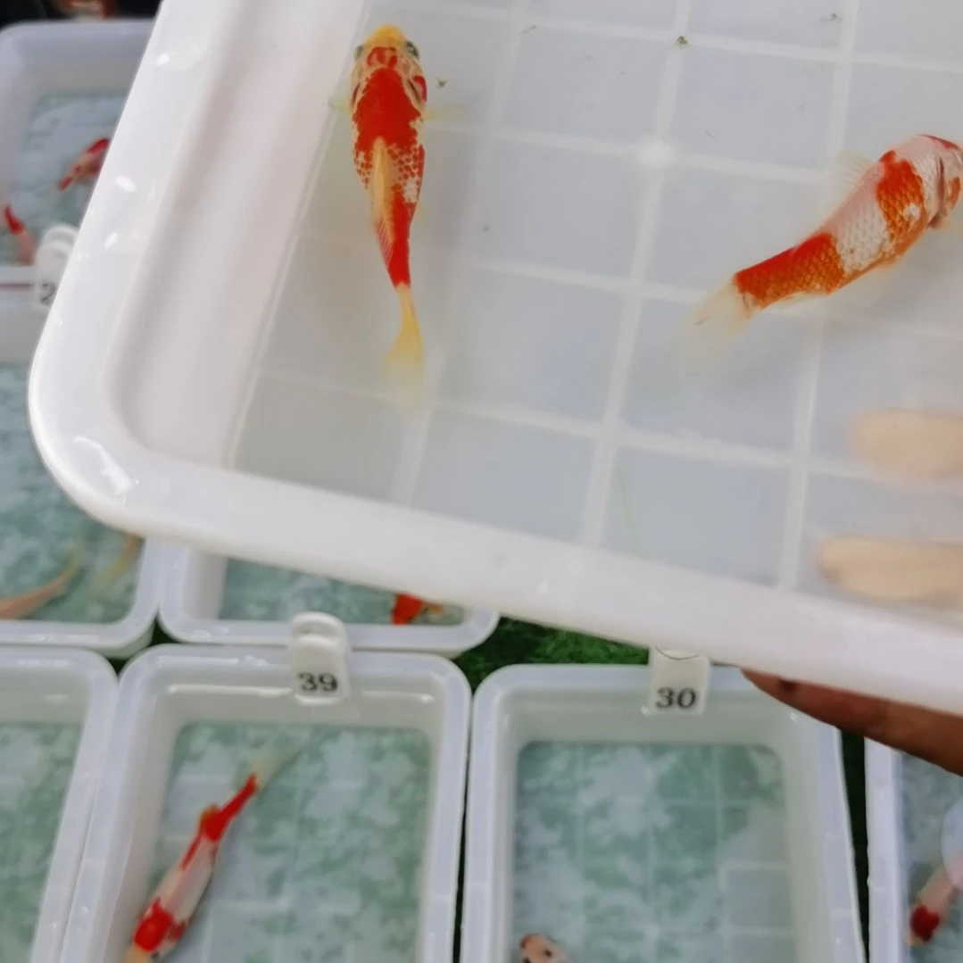 海水꧁***꧂福利专场